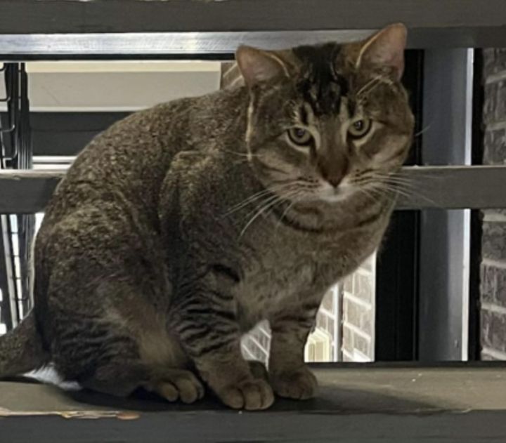 Sylvester Tabby 1