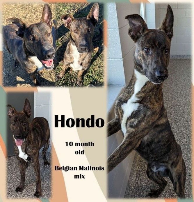 Dog for adoption Hondo a Belgian Shepherd Malinois Boxer