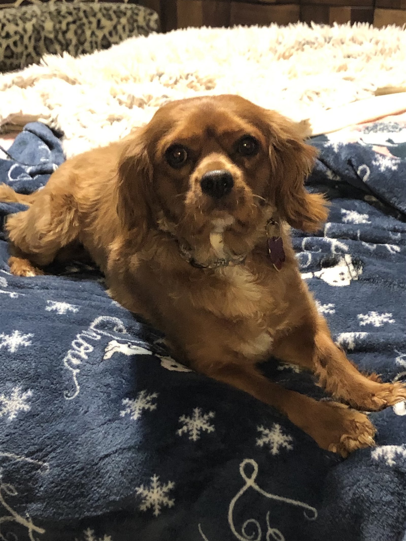 Soldier, an adoptable Cavalier King Charles Spaniel in Brandon, SD, 57005 | Photo Image 1