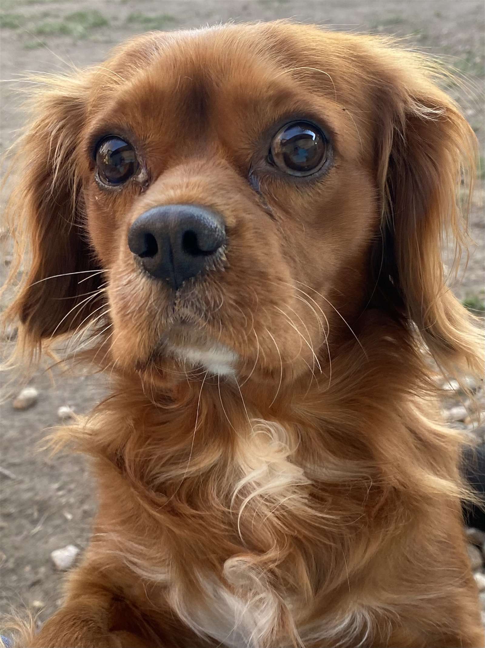 Soldier, an adoptable Cavalier King Charles Spaniel in Brandon, SD, 57005 | Photo Image 2