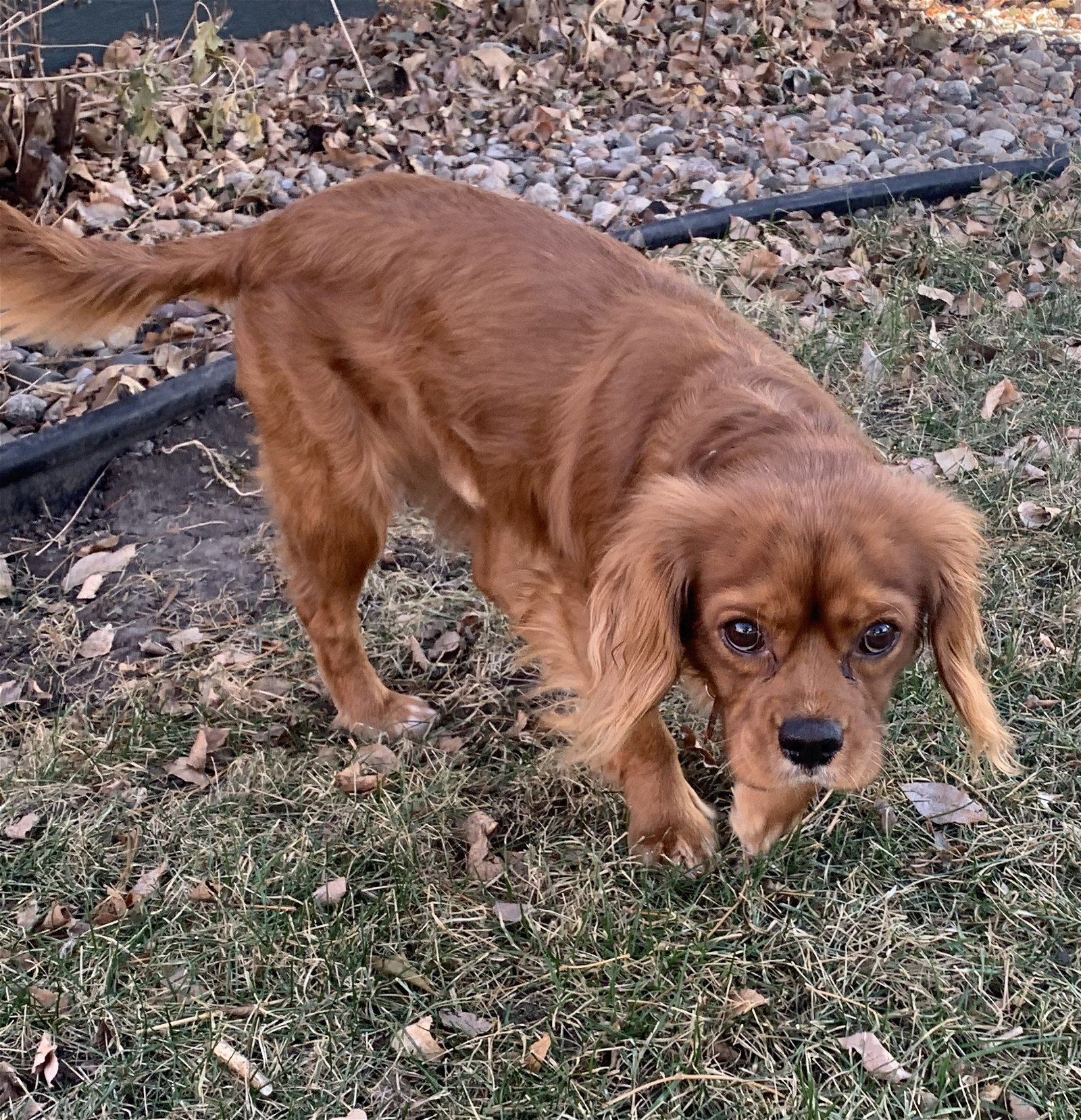 Soldier, an adoptable Cavalier King Charles Spaniel in Brandon, SD, 57005 | Photo Image 3