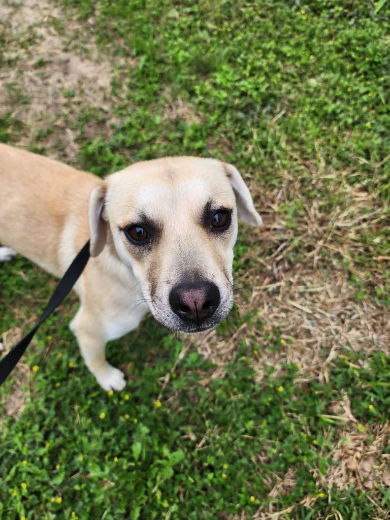 Dog for adoption - Bunni, a Labrador Retriever & Terrier Mix in ...