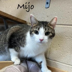 Mijo Domestic Short Hair Cat