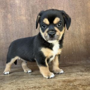 Hill country best sale chihuahua puppies