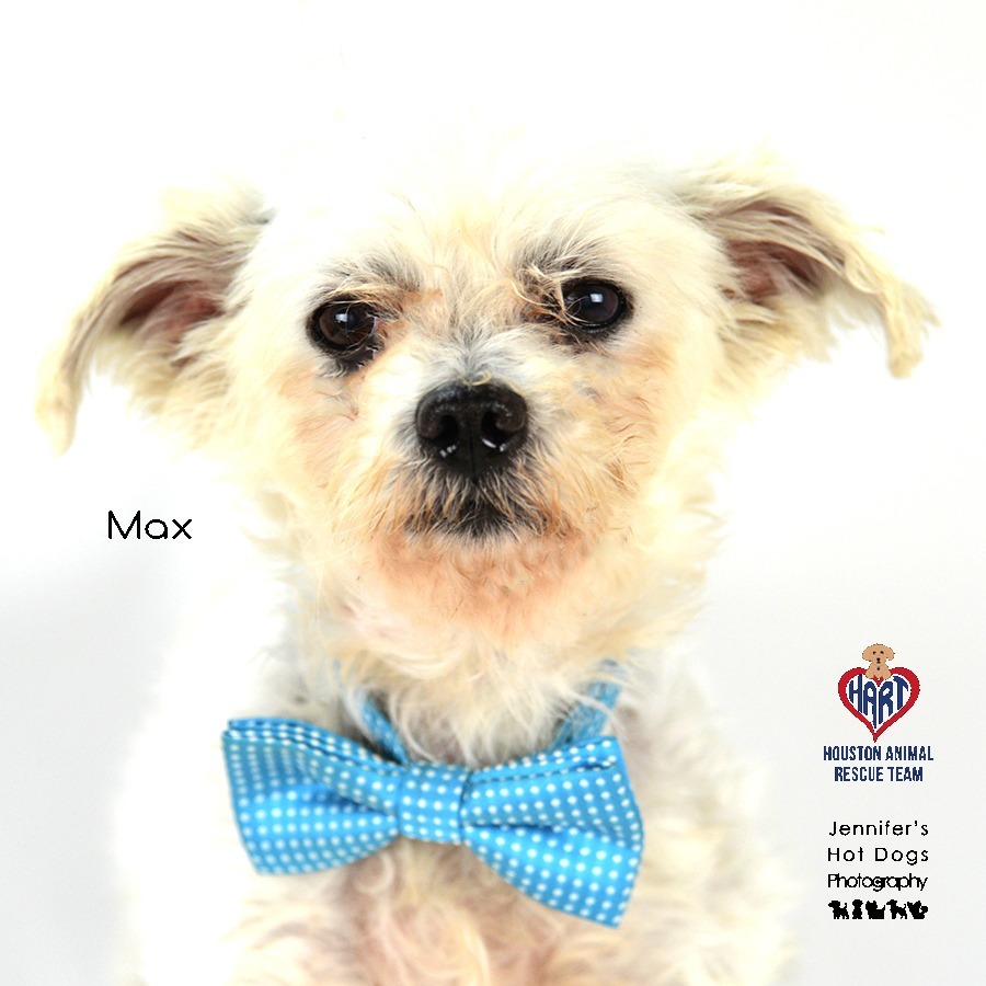Max, an adoptable Maltese in Tomball, TX, 77377 | Photo Image 1