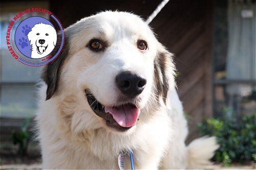 Great pyrenees rescue store society