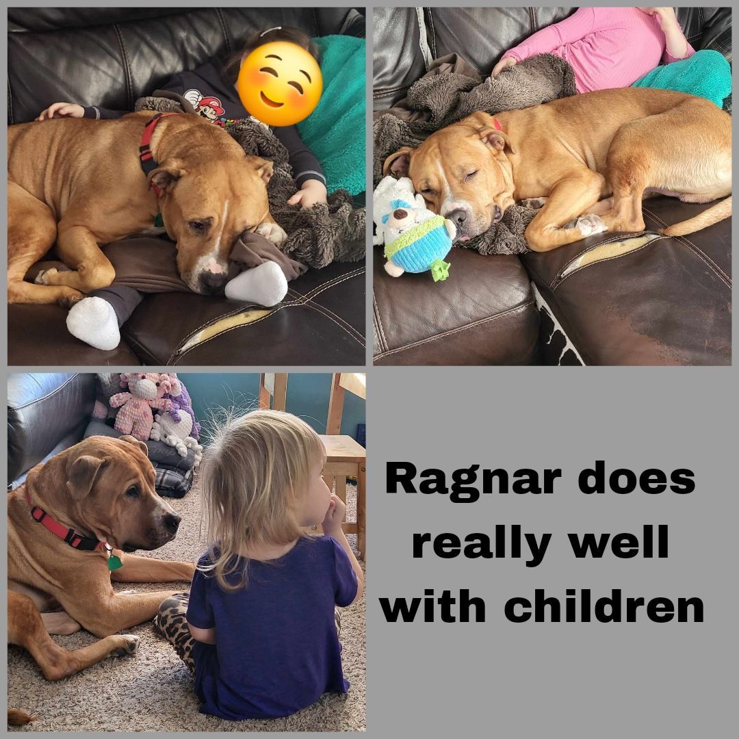 Ragnar  = In Foster, an adoptable Pit Bull Terrier, Labrador Retriever in Wahpeton, ND, 58075 | Photo Image 6