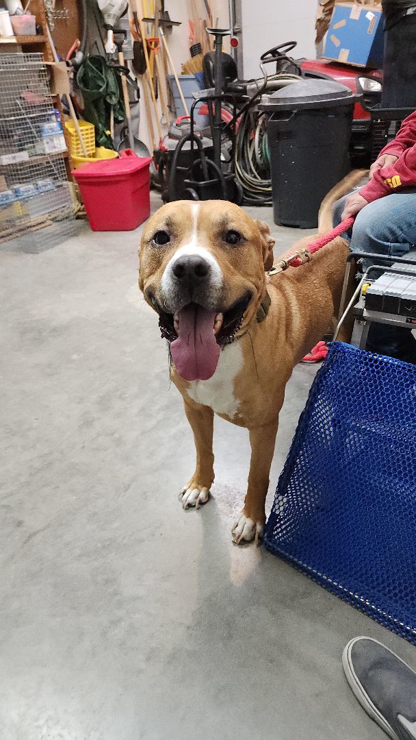 Dog for adoption Ragnar = In Foster, a Pit Bull Terrier & Labrador