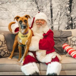 Bobbi, Adult Female Hound