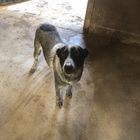 North, an adoptable Australian Cattle Dog / Blue Heeler in Grand Junction, CO, 81505 | Photo Image 1