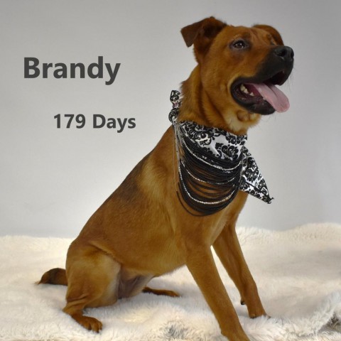 Dog for adoption Brandy a Shepherd in Yuma AZ Petfinder