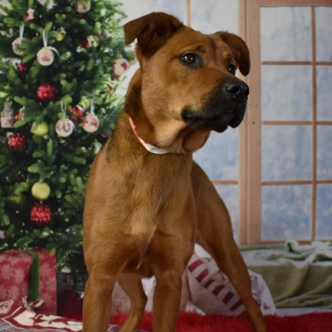 Brandy 2