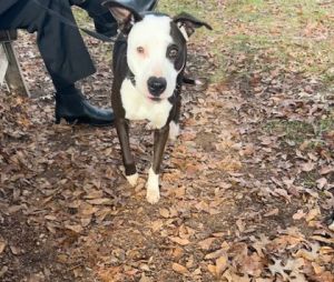 Sugar Stick - ADOPTED IN FOSTER