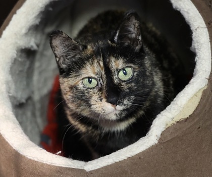 Jewel, an adoptable Domestic Short Hair in Hastings, MN, 55033 | Photo Image 1