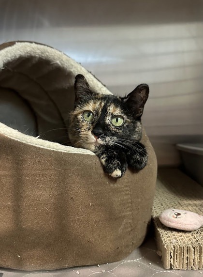 Jewel, an adoptable Domestic Short Hair in Hastings, MN, 55033 | Photo Image 2