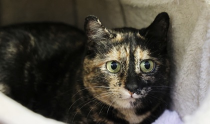 Jewel, an adoptable Domestic Short Hair in Hastings, MN, 55033 | Photo Image 3