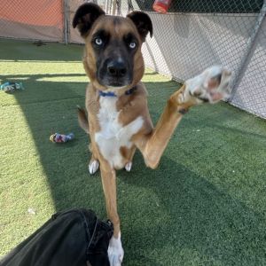 Greyson, Adult Male Black Mouth Cur