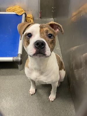 JANGLES, Adult Male Pit Bull Terrier