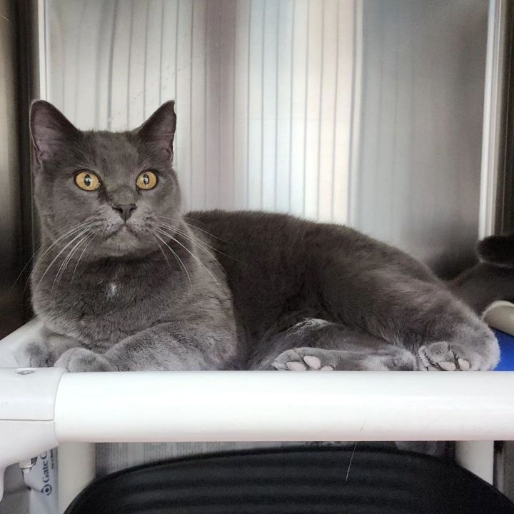 Cat for adoption Gretta, a Chartreux in Wahpeton, ND Petfinder