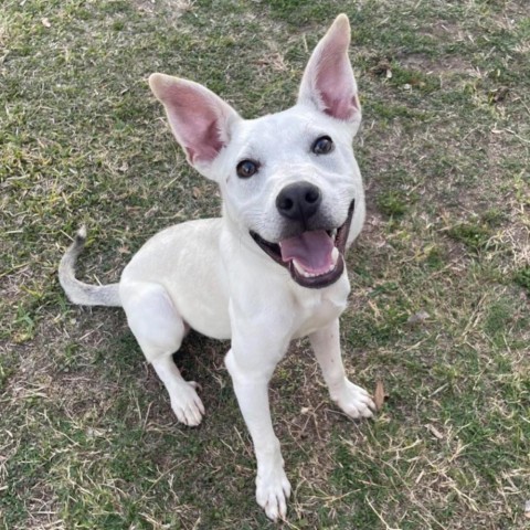 Rick, an adoptable Terrier in Laredo, TX, 78041 | Photo Image 1