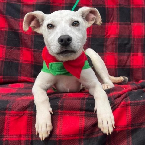 Rick, an adoptable Terrier in Laredo, TX, 78041 | Photo Image 2