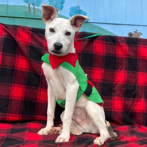 Rick, an adoptable Terrier in Laredo, TX, 78041 | Photo Image 4