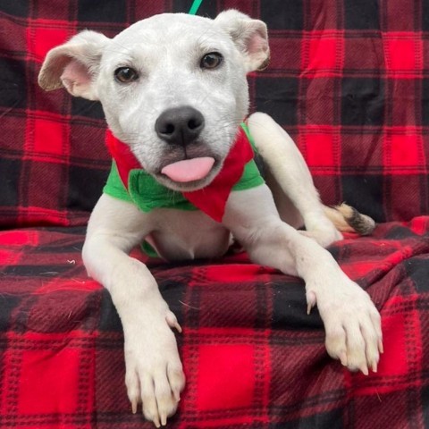 Rick, an adoptable Terrier in Laredo, TX, 78041 | Photo Image 5