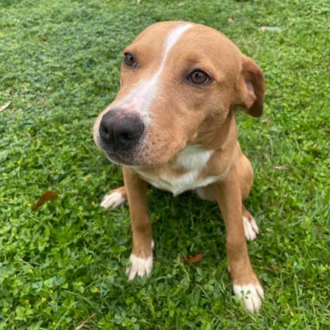 Coda, an adoptable Labrador Retriever in Laredo, TX, 78041 | Photo Image 1