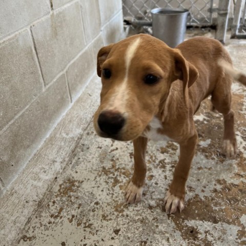 Coda, an adoptable Labrador Retriever in Laredo, TX, 78041 | Photo Image 2