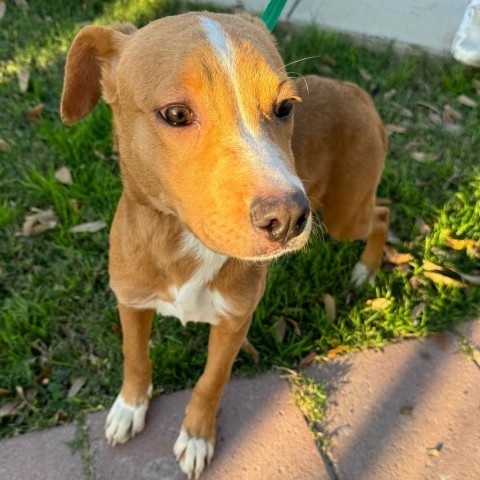 Coda, an adoptable Labrador Retriever in Laredo, TX, 78041 | Photo Image 3