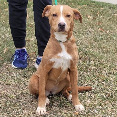 Coda, an adoptable Labrador Retriever in Laredo, TX, 78041 | Photo Image 4