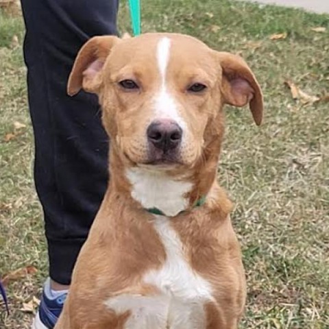 Coda, an adoptable Labrador Retriever in Laredo, TX, 78041 | Photo Image 5