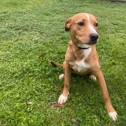 Coda, an adoptable Labrador Retriever in Laredo, TX, 78041 | Photo Image 6