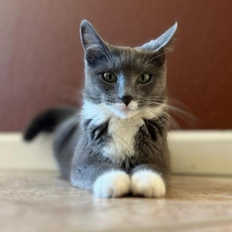 Quarter, an adoptable Domestic Medium Hair in Grand Junction, CO, 81502 | Photo Image 1