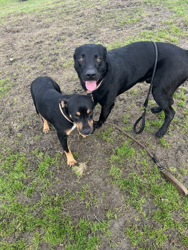 Dog food for outlet 1 year old labrador