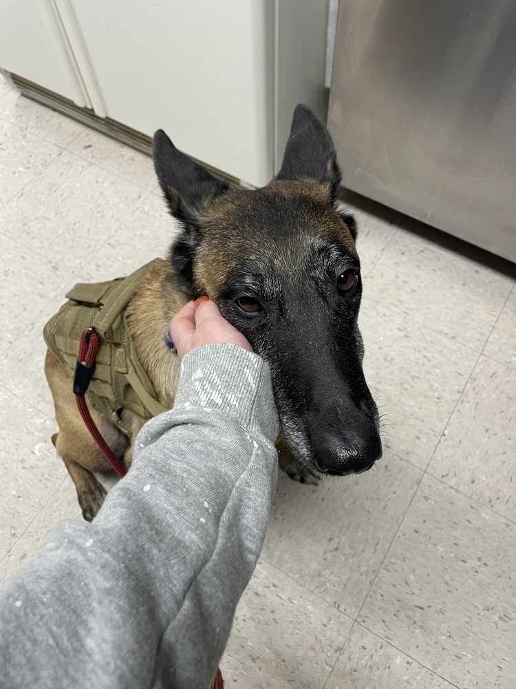 Miss Molly in WY, an adoptable Belgian Shepherd / Malinois in Rawlins, WY, 82301 | Photo Image 2