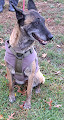 Miss Molly in WY, an adoptable Belgian Shepherd / Malinois in Rawlins, WY, 82301 | Photo Image 4