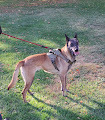 Miss Molly in WY, an adoptable Belgian Shepherd / Malinois in Rawlins, WY, 82301 | Photo Image 5
