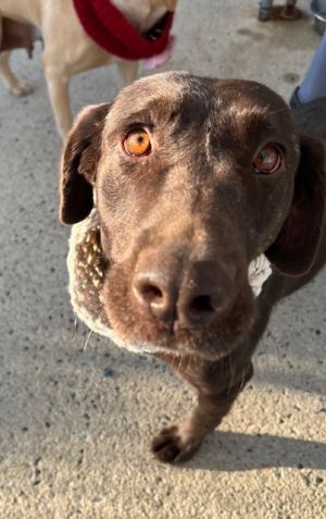 Serena, a 'Beautiful Soul,' Is Northport Adoptable Pet Of The Week