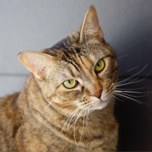 Sandy Cheeks, Adult Female Domestic Short Hair
