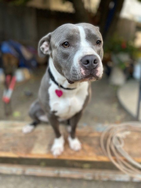 Dog for adoption - Akira, a Pit Bull Terrier in Woodland, CA | Petfinder