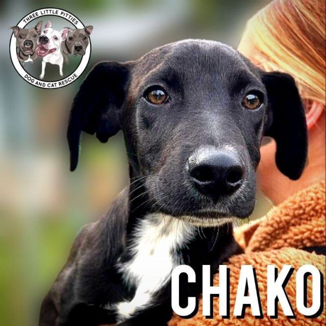 Chako pitbull hot sale rescue