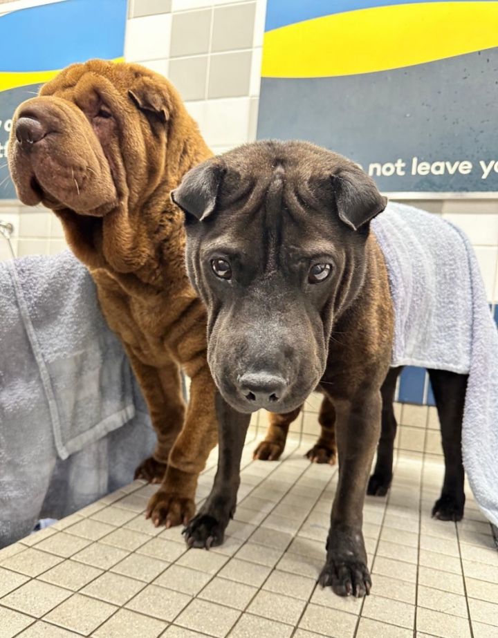 Shar pei sale petfinder