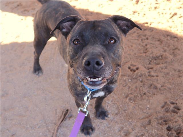 Boxer Mix Pictures - AZ Animals