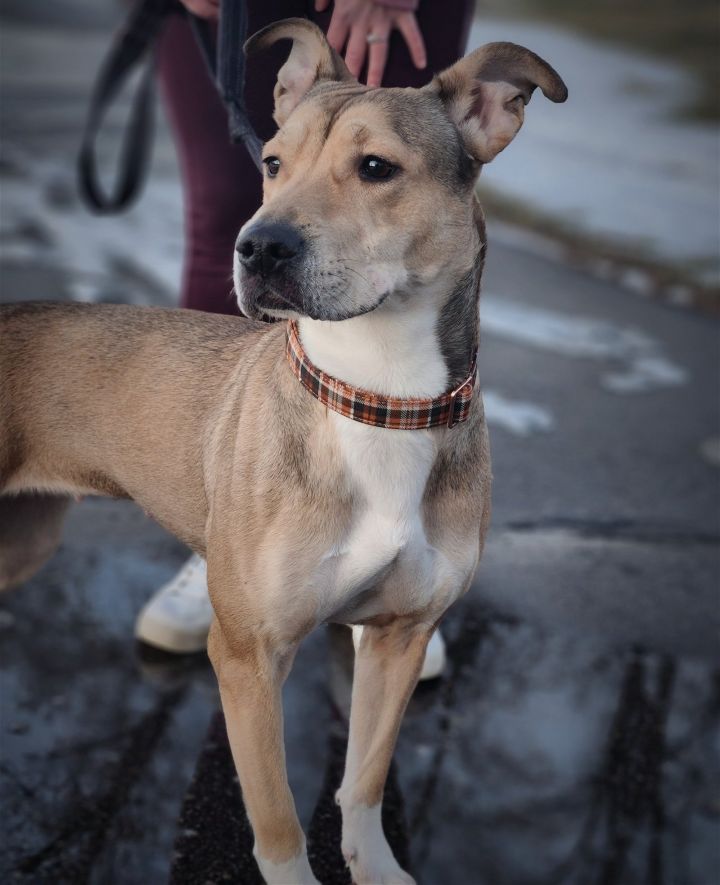 Dog for adoption Gwennie a Pit Bull Terrier Mix in St. Cloud