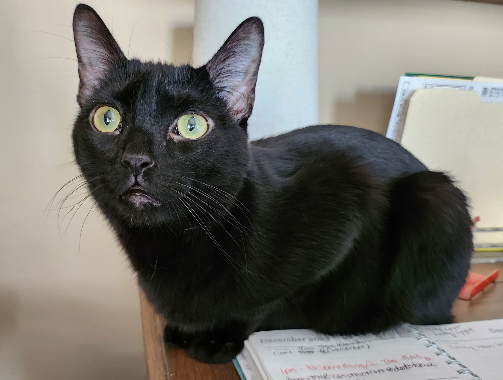 Aspen Spinel, an adoptable Domestic Short Hair in Chandler, AZ, 85249 | Photo Image 1