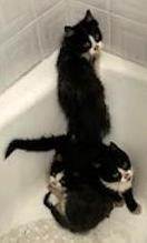 Kitten tree of three- but you can adopt 12 or all three Two females and one male Adorable sibling