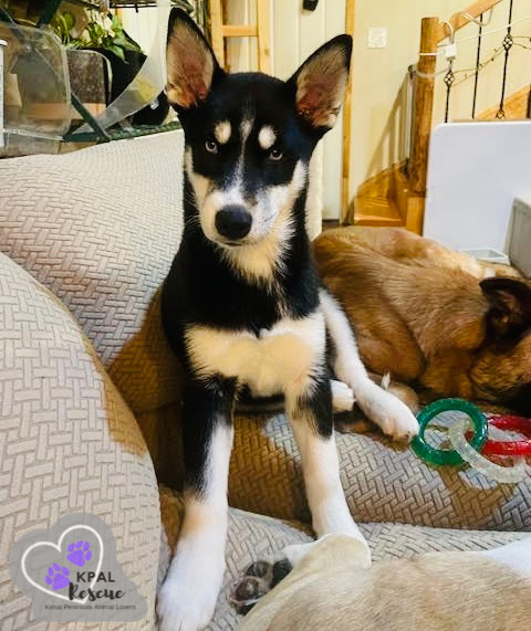 Clarnella - The Grinch Litter, an adoptable Husky, Airedale Terrier in Kenai, AK, 99611 | Photo Image 2