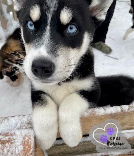 Clarnella - The Grinch Litter, an adoptable Husky, Airedale Terrier in Kenai, AK, 99611 | Photo Image 3
