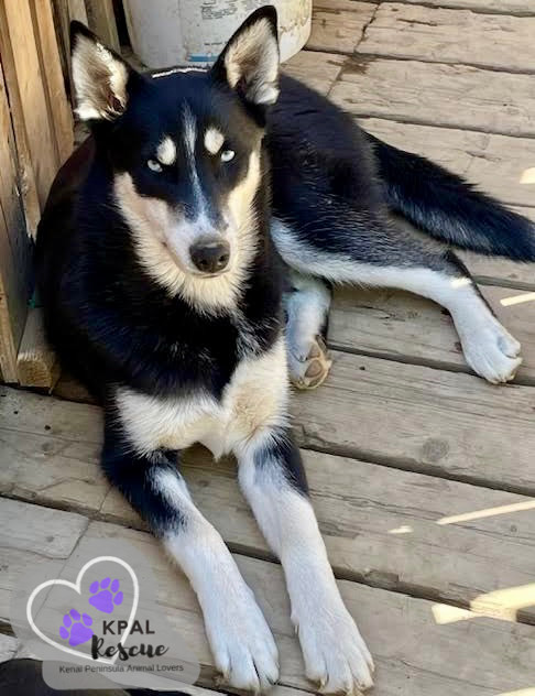Clarnella - The Grinch Litter, an adoptable Husky, Airedale Terrier in Kenai, AK, 99611 | Photo Image 6